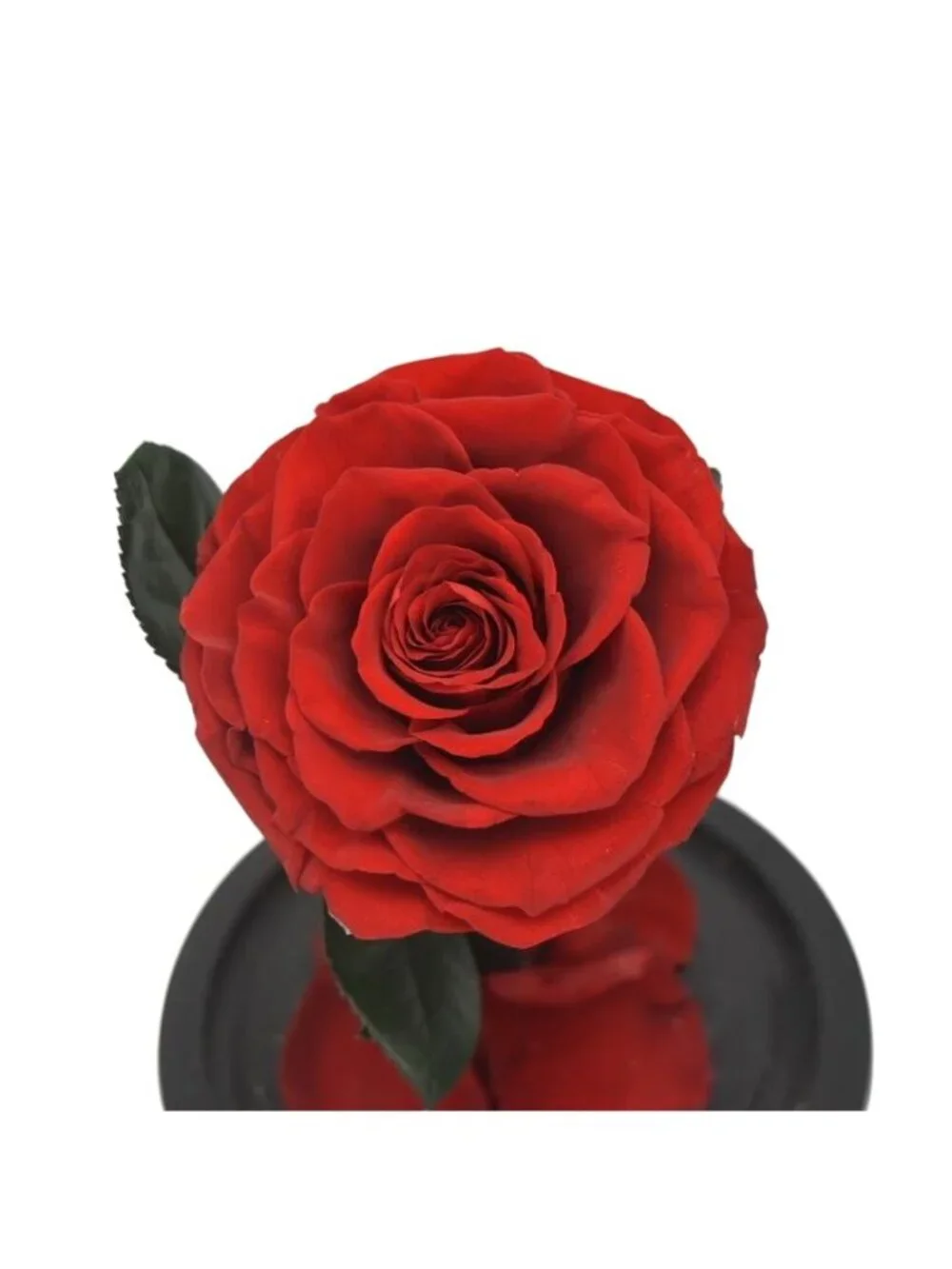 Preserved Red Rose Glass Cloche Dome Beauty Beast Eternal Flower Romantic Box